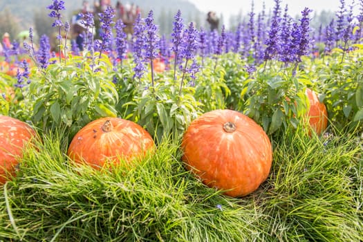 pumpkins on grass and Lavender, jim thompson farm in thailand