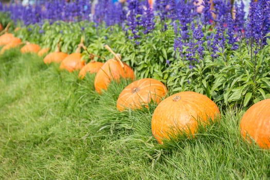 pumpkins on grass and Lavender, jim thompson farm in thailand