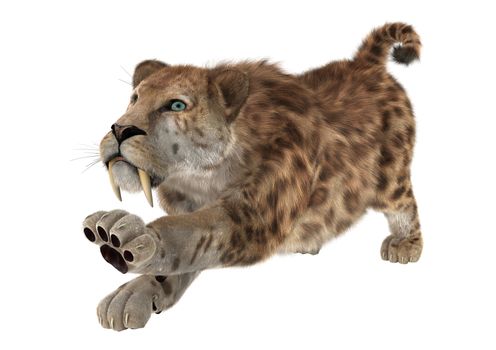 3D digital render of a big cat sabertooth stretching isolated on white background