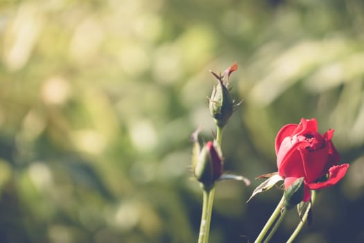 Roses in the garden filtered, Roses are beautiful with a beautiful sunny day.