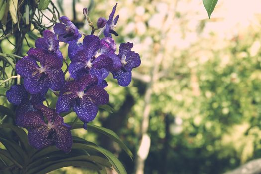 Beautiful blooming orchids in forest, On the bright sunshine