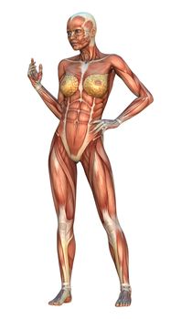 3D digital render of a female figure with muscle maps isolated on white background