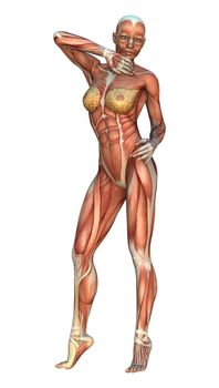 3D digital render of a female figure with muscle maps isolated on white background