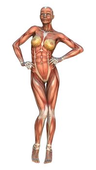 3D digital render of a female figure with muscle maps isolated on white background