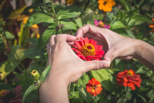 Woman holds heart shape with red flowers.