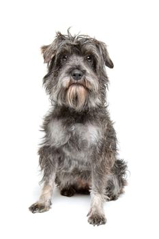 mixed breed dog sitting in front of a white background