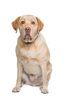 Labrador sitting in front of a white background