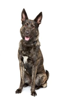 Belgian Malinois dog in front of a white background