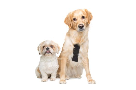 Two mixed breed dogs sitting in front of a white background