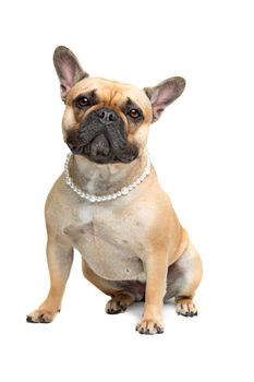 French Bulldog with a pearl collar sitting in front of a white background