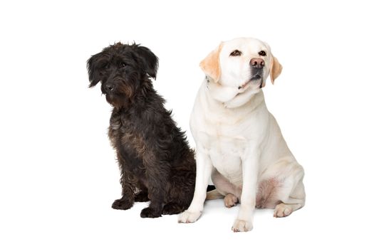 Labrador and a black fluffy dog sitting in front of a white background