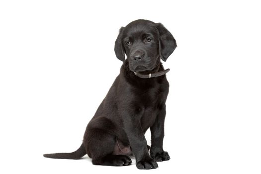 black Labrador puppy sitting in front of a white background