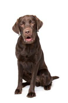 Chocolate Labrador dog sitting in front of a white background