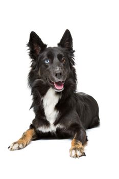 Border Collie dog lying in front of a white background