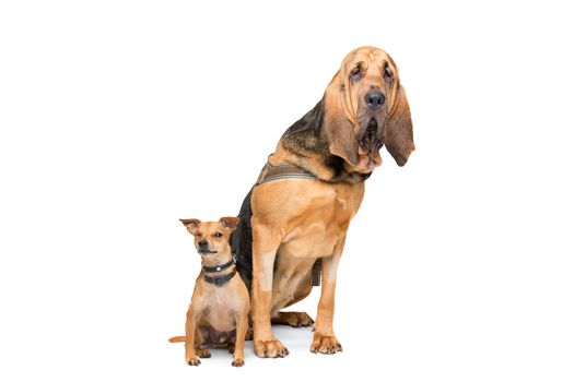 Miniature Pinscher and a bloodhound sitting in front of a white background