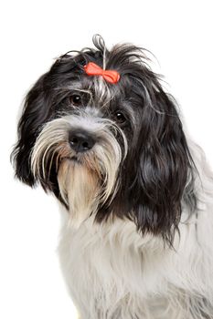 portrait of a mixed breed dog in front of a white background