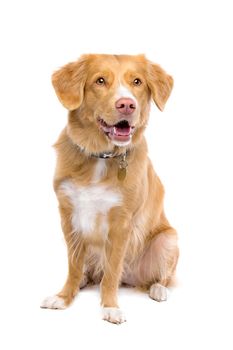Nova Scotia Duck Tolling Retriever sitting in front of a white background