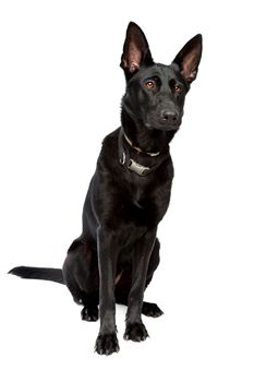 black short haired shepherd in front of a white background