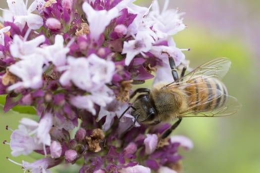 Honey bee taking a rest on purple flower