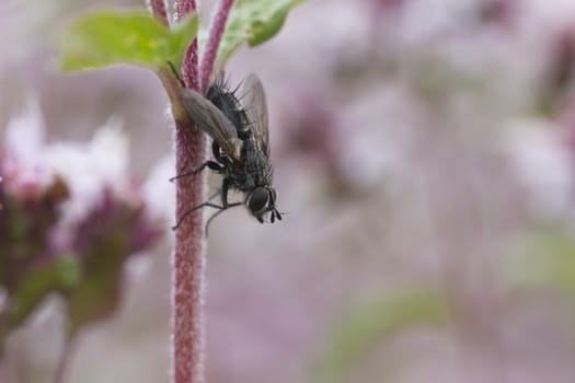 Fly rests on a stem of a plant