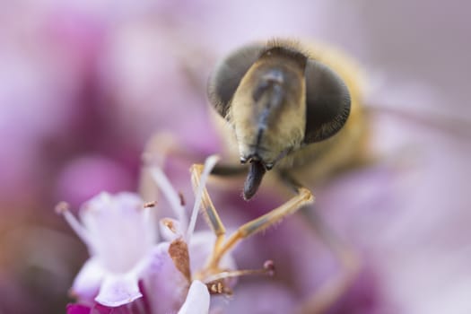 Honey bee harvesting pollen from a purple flower