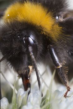 bumble bee extrem close up
