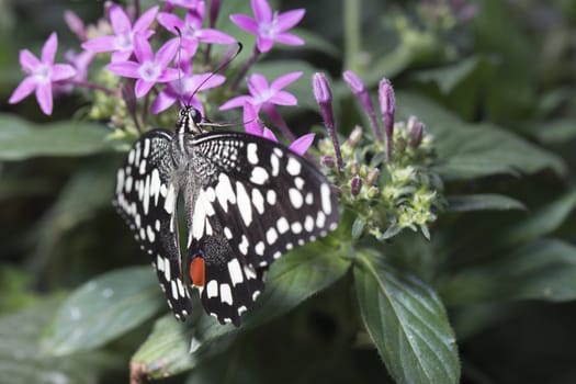Butterfly on a purple plant