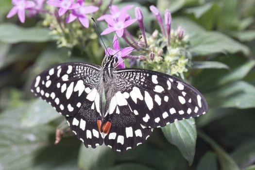 butterfly with its head in a purple plant