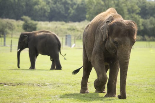 Elephant walking on grass