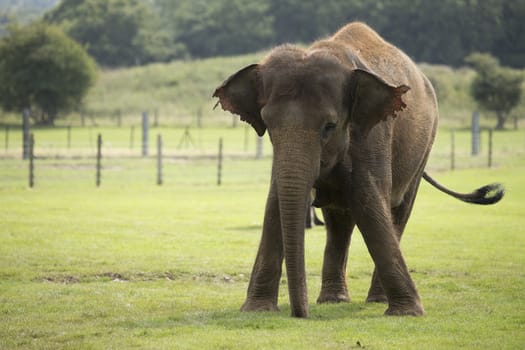 Large elephant