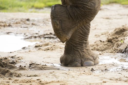 Close up of elephants foot
