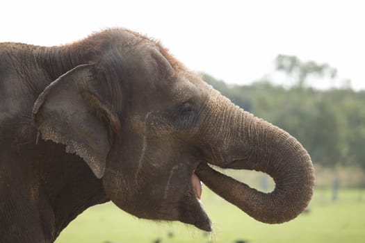 Elephants drinking water