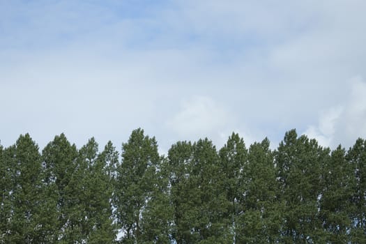 Tree line and sky