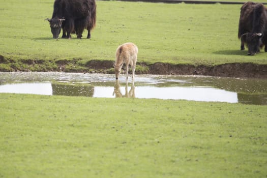 Deer drinking water out of a pond