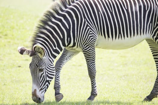 Zebra eating grass