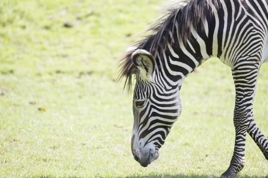 Zebra walking into frame