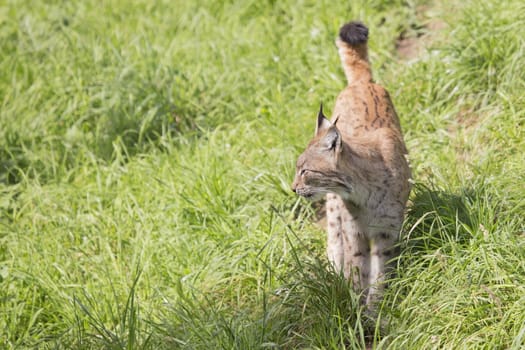 European Lynx walking through long grass