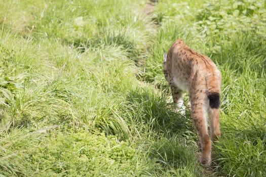 An endangered European Lynx walking through long grass