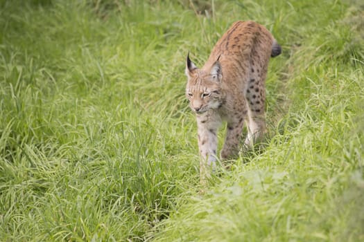 European Lynx walking through long grass