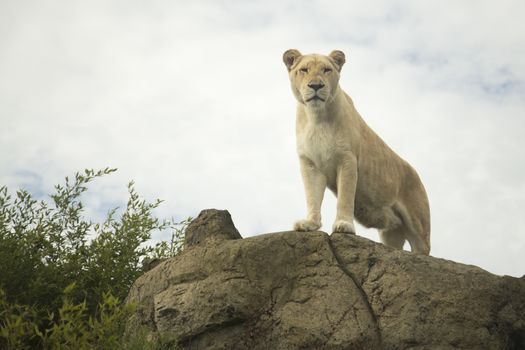 Beautiful white lioness