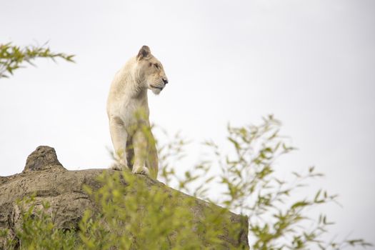 White lioness