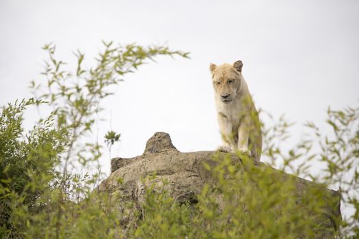 Beautiful white lioness