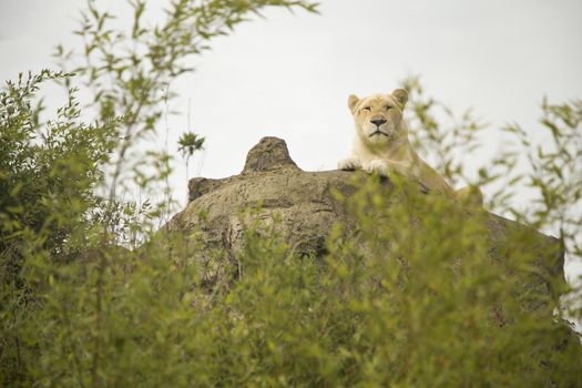 Beautiful white lioness