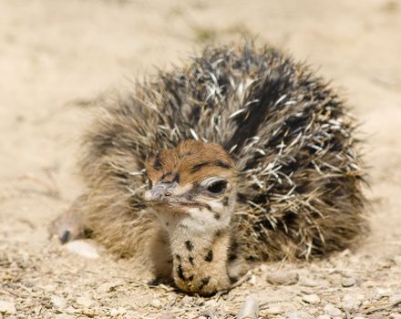 Baby Ostrich