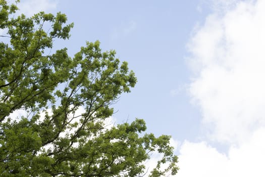 Tree leafs and sky