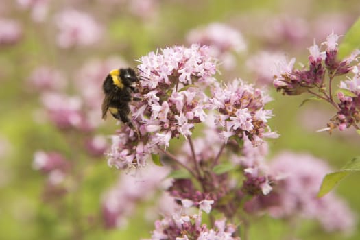 Bumble bee on a purple plant