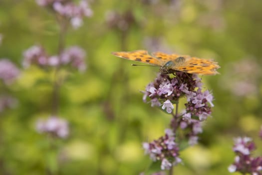 Butterfly sits on purple plant drinking nector