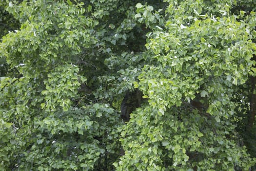 textured background - Tree leafs