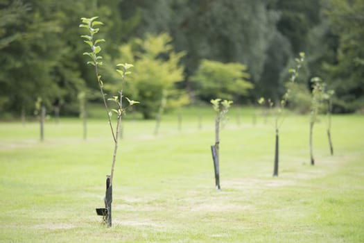 Newly planted trees in a row