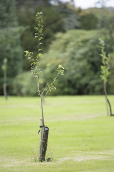 Fresh tree recently planted